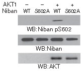 Niban(Phospho-Ser602) Antibody