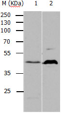 5HT1A Antibody
