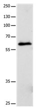 CRMP5 Antibody