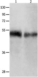 BPIFB1 Antibody