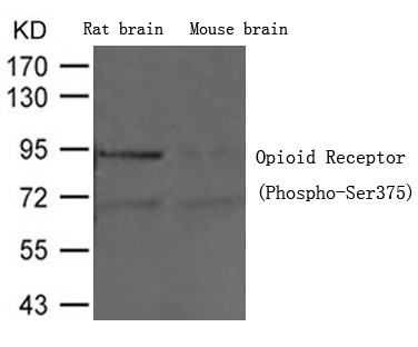 Opioid Receptor (Phospho-Ser375) Antibody