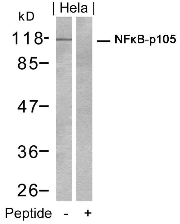 NFkB-p105(Ab-932) Antibody