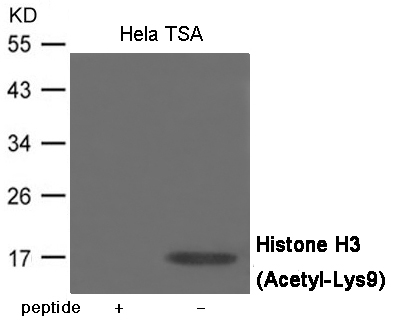 Histone H3(Acetyl-Lys9) Antibody