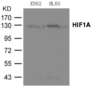 HIF1A Antibody