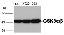 GSK3α/β(Ab-279/216) Antibody
