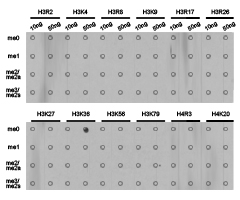 Histone H3K36me1 Polyclonal Antibody