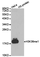 Histone H3K36me1 Polyclonal Antibody