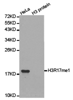 Histone H3R17me1 Polyclonal Antibody