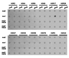 Histone H3R17me1 Polyclonal Antibody