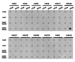 Histone H3R26me2s Polyclonal Antibody