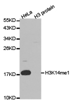 Histone H3K14me1 Polyclonal Antibody
