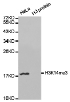 Histone H3K14me3 Polyclonal Antibody