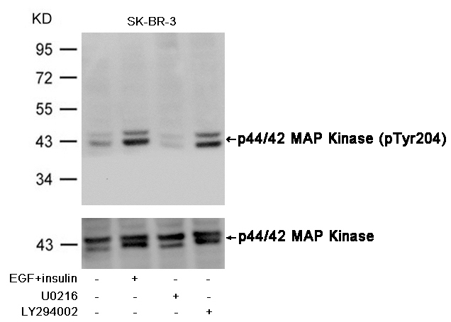 p44/42 MAP Kinase(Phospho-Tyr204) Antibody