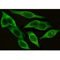 position papers on stem cell research position papers on stem cell research