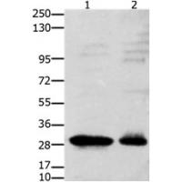 GNRHR Antibody