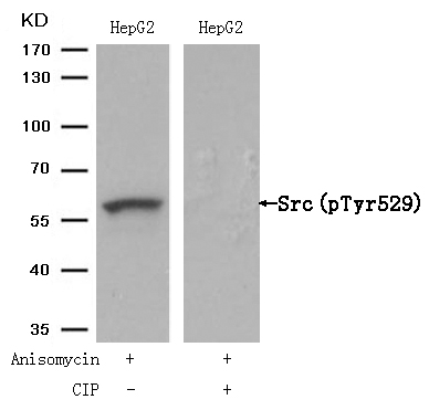 Src(Phospho-Tyr529) Antibody