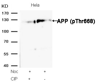 APP(Phospho-Thr668) Antibody