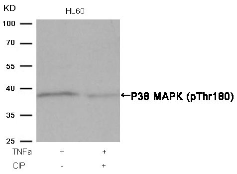 P38 MAPK(Phospho-Thr180) Antibody