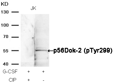 p56Dok-2(Phospho-Tyr299) Antibody