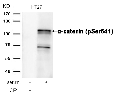 a-catenin(Phospho-Ser641) Antibody