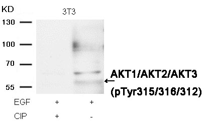 AKT1/AKT2/AKT3(phospho-Tyr315/316/312) Antibody