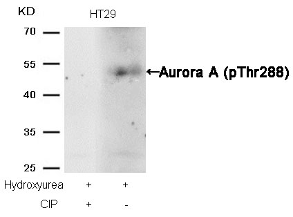 Aurora A(phospho-Thr288) Antibody