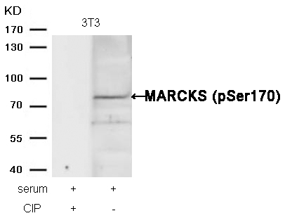 MARCKS(phospho-Ser170) Antibody