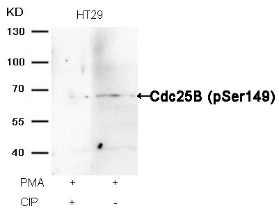 Cdc25B(Phospho-Ser149) Antibody