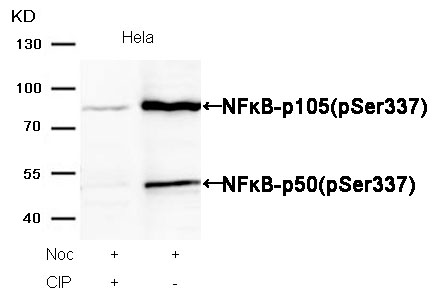 NFκB-p105/p50(Phospho-Ser337) Antibody