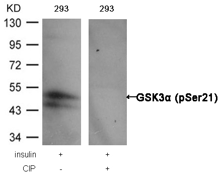 GSK3a(Phospho-Ser21) Antibody