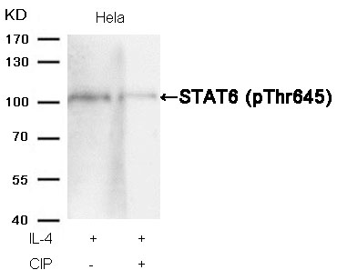STAT6(Phospho-Thr645) Antibody