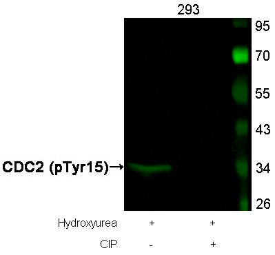 CDC2(Phospho-Tyr15) Antibody
