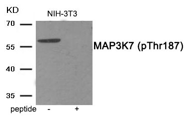 MAP3K7 (Phospho-Thr187) Antibody