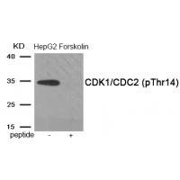 CDK1/CDC2 (Phospho-Thr14) Antibody