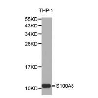 S100A8 Antibody