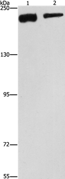 CLTC Antibody