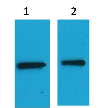 EYFP Mouse Polyclonal Antibody