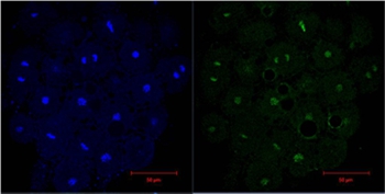 Histone H3 Mouse Monoclonal Antibody