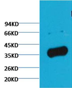 GAPDH Rabbit Polyclonal Antibody(Zebrafish Specific)