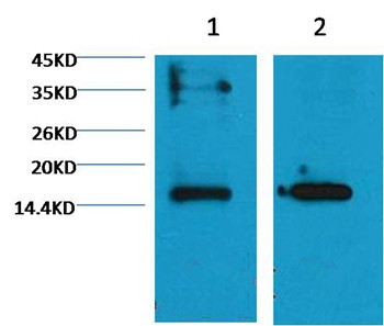Histone H3(mono-methyl-K79) Mouse Monoclonal Antibody (1E10)