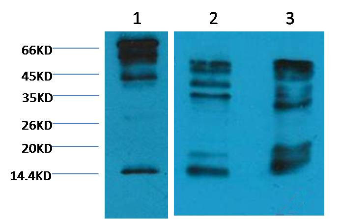 Histone H3(Tri-methyl-K9) Mouse Monoclonal Antibody (2C3)