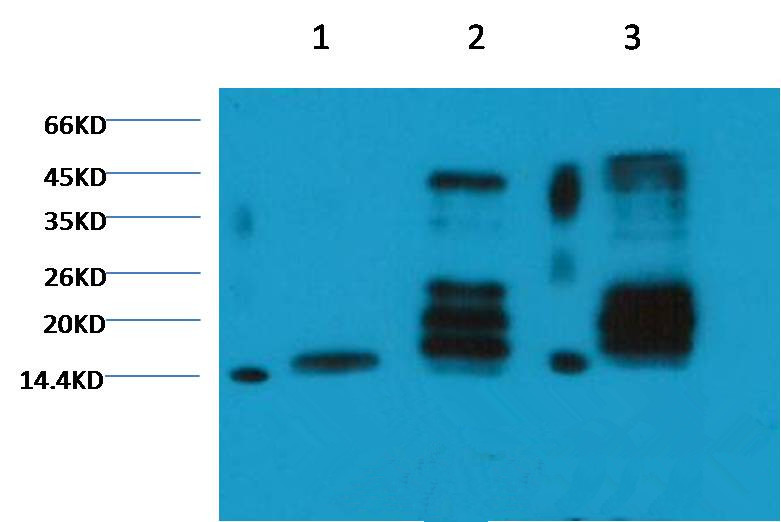Histone H3(Di-methyl-K27) Mouse Monoclonal Antibody (1A8)