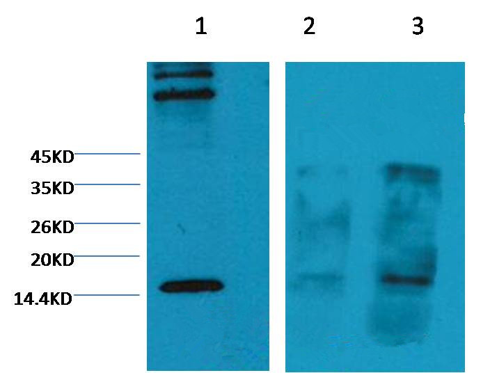 Histone H3(Tri-methyl-K4) Mouse Monoclonal Antibody (2E11)