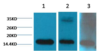 Histone H3(Di-methyl-K79) Mouse Monoclonal Antibody (362)