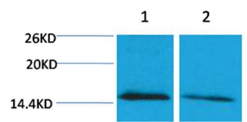 Histone H4(mono-Methyl-Lys79) Rabbit Polyclonal Antibody