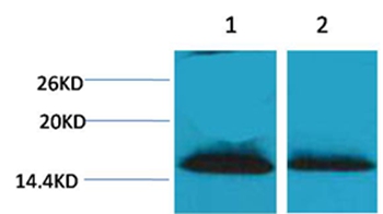 Histone H1(Di-Methyl-Lys25) Rabbit Polyclonal Antibody