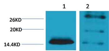 Histone H2B(Di-Methyl-Lys5) Rabbit Polyclonal Antibody