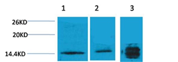 Histone H3(Tri-Methyl-Lys4) Rabbit Polyclonal Antibody