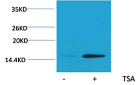 Histone H2B(Acetyl-Lys20) Rabbit Polyclonal Antibody