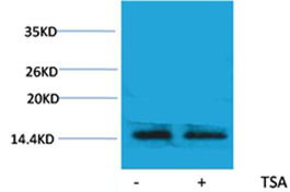 Histone H2A.X(Acetyl-Lys5) Rabbit Polyclonal Antibody